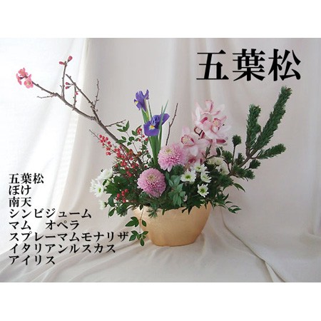 直前1228】年末お届け◇五葉松 中 - 花材通販はなどんやアソシエ