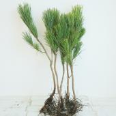 ※販売期間外※【生花/即納】◇秋田八竜の根引き松 S(35-40cm程度)