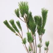 生花/即納】◇根引松 中サイズ - 花材通販はなどんやアソシエ