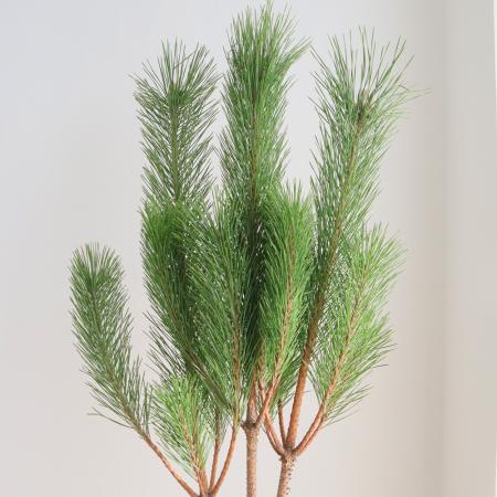 【生花/予約】◇若松　L規格　ミゾグチファーム　※届日限定:12/9以降