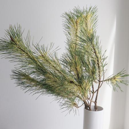 【生花/即納】じゃのめ松(中)松風園