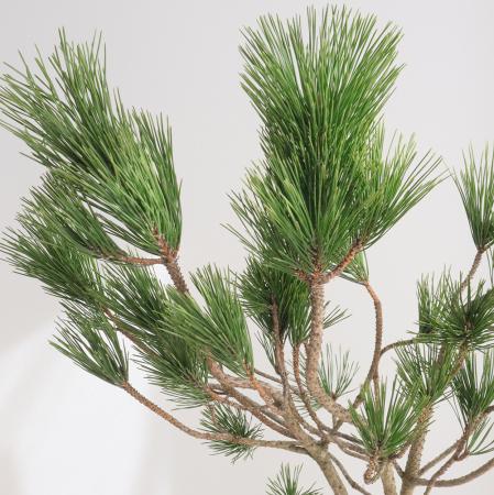 【生花/即納】津軽の根引松