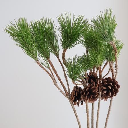 【生花/即納】◇松カサ付　根引松