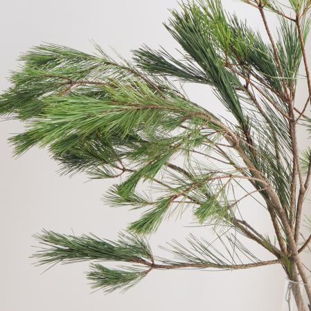【生花/即納】女松　100センチ程度