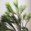 【生花/即納】女松　100センチ程度