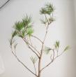 【生花/即納】女松　100センチ程度