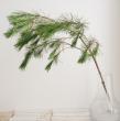 【生花/即納】女松　100センチ程度
