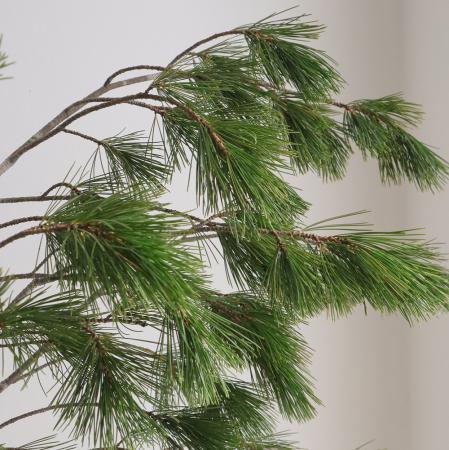 【生花/即納】姫五葉　(小)60-70cm