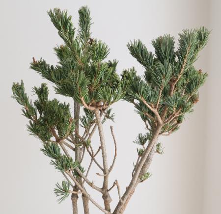 【生花/即納】◇長谷川花松園の宮島五葉(M)