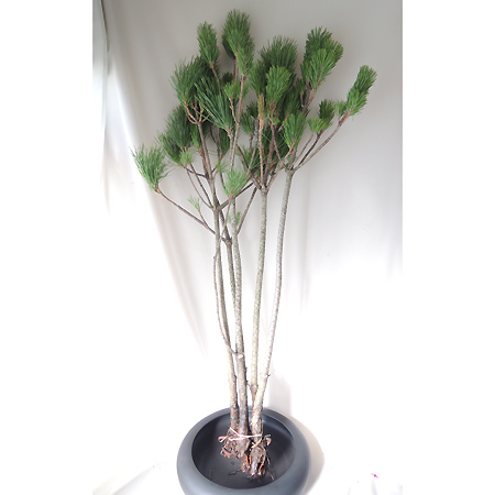 生花 在庫限り 限定販売 ボリューム割引 おすすめ プレミア根引き松 大 通販 はなどんやアソシエ 生花 在庫限り 限定販売 ボリューム割引 おすすめ プレミア根引き松 大 通販 はなどんやアソシエ