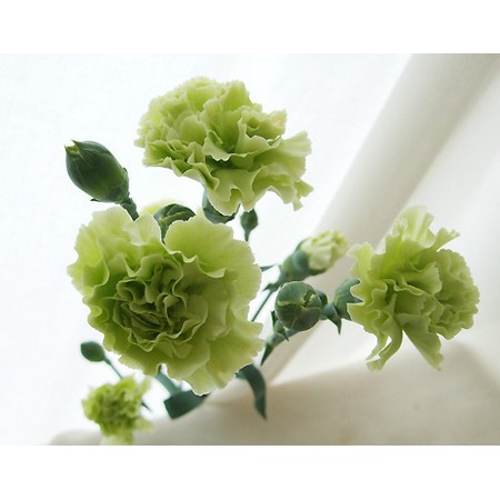生花】母の日☆村岡園芸:SPカーネ ラスカルグリーン(グリーン) □4/30