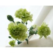 生花】村岡園芸:SPカーネ ラスカルグリーン(グリーン) - 花材通販は