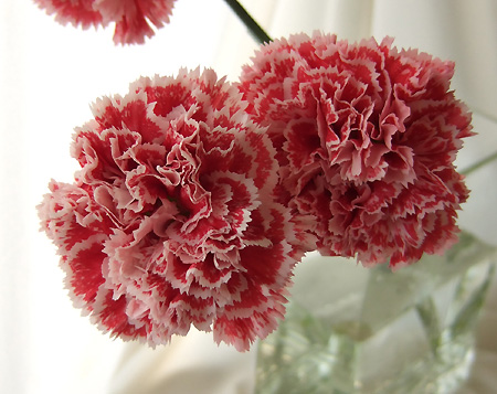 【生花】村岡園芸:カーネーション　ノビオウォーターメロン(赤×ふちピンク)