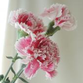 生花】村岡園芸:カーネーション ウララ(エンジ系ピンクかすり) - 花材