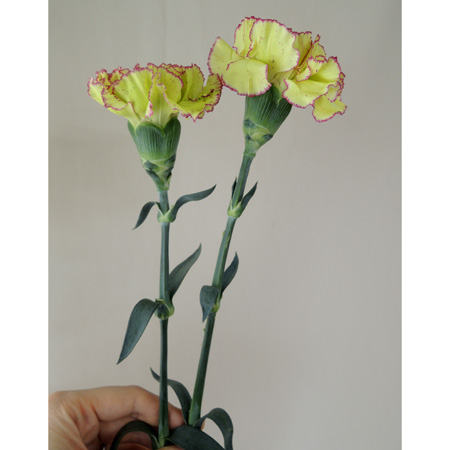 直前0319 村岡園芸 カーネーション フラッペ 黄緑 ふち紫 通販 はなどんやアソシエ 直前0319 村岡園芸 カーネーション フラッペ 黄緑 ふち紫 通販 はなどんやアソシエ