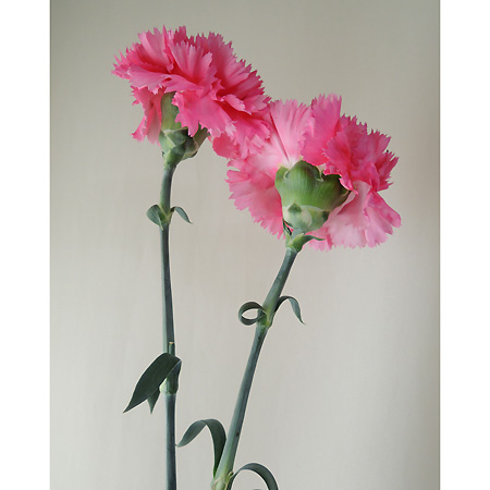 生花 村岡園芸 カーネーション キッシュ ショッキングピンク 通販 はなどんやアソシエ 生花 村岡園芸 カーネーション キッシュ ショッキングピンク 通販 はなどんやアソシエ