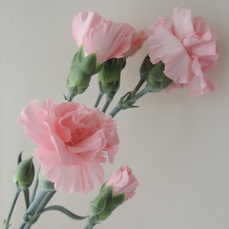 生花 村岡園芸 Spカーネ ラスカルピンク ピンク 5 11 12届日限定 通販 はなどんやアソシエ