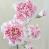 生花】村岡園芸:SPカーネ ウタゲ(シボリピンク×白) - 花材通販はなどん