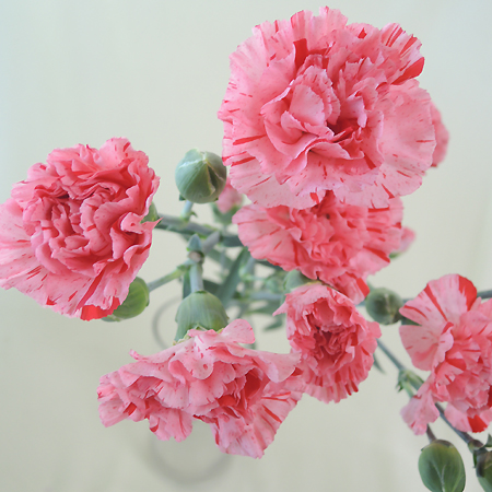 生花】村岡園芸:SPカーネ ピンクリベラ(ピンク×赤しぼり) - 花材通販は