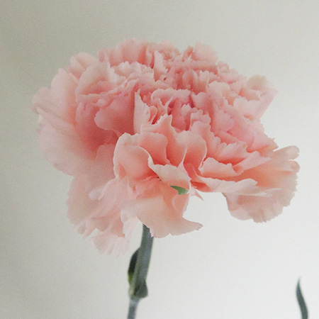 生花】村岡園芸:カーネーション アルカサル - 花材通販はなどんやアソシエ