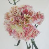 生花】村岡園芸:カーネーション ラスティックグリーン ※入荷少 - 花材