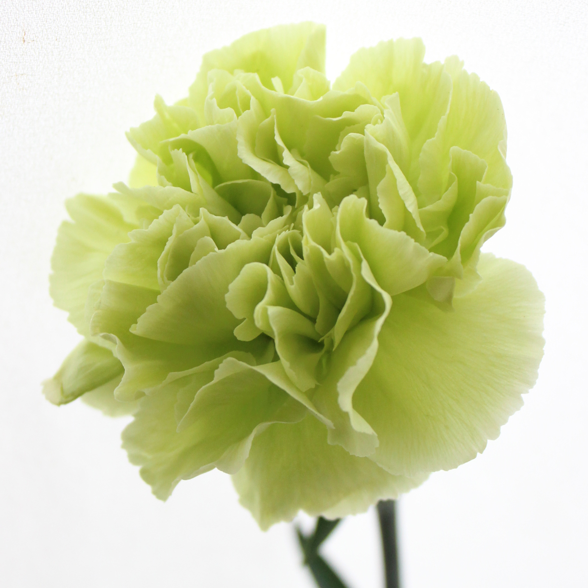 カーネーションさん専用 楽天市場】遅れてごめんね 母の日 カーネーション 13種類から選べる