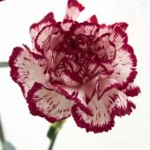 生花】村岡園芸:カーネーション バカラ(ワイン×白) - 花材通販はなどん