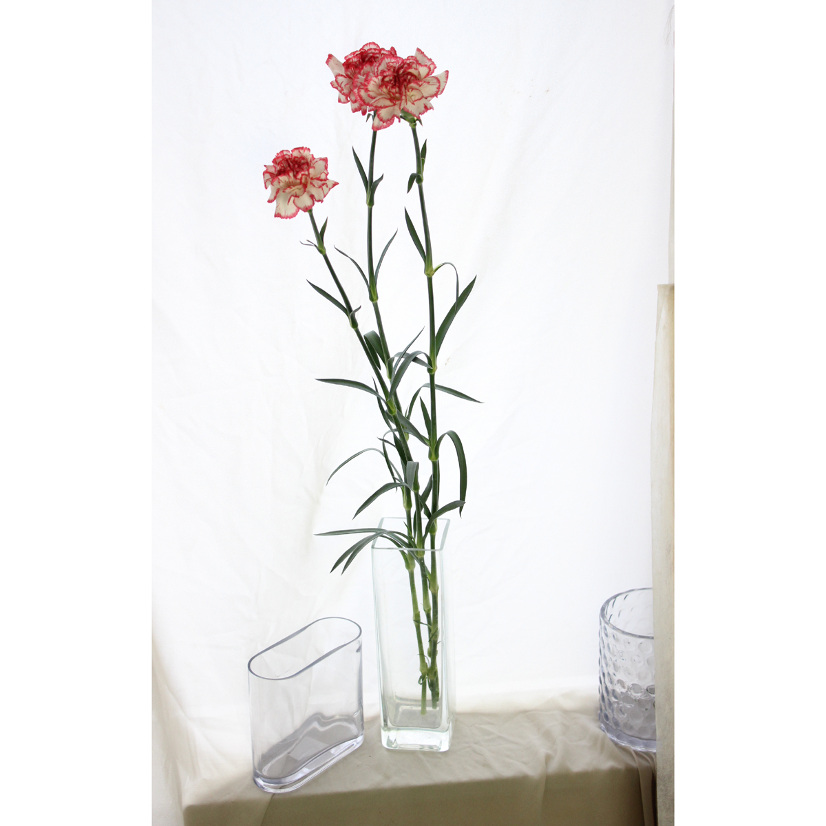 カーネーション 白とピンクの花 カーネーション 白とピンクの花 【公式通販】
