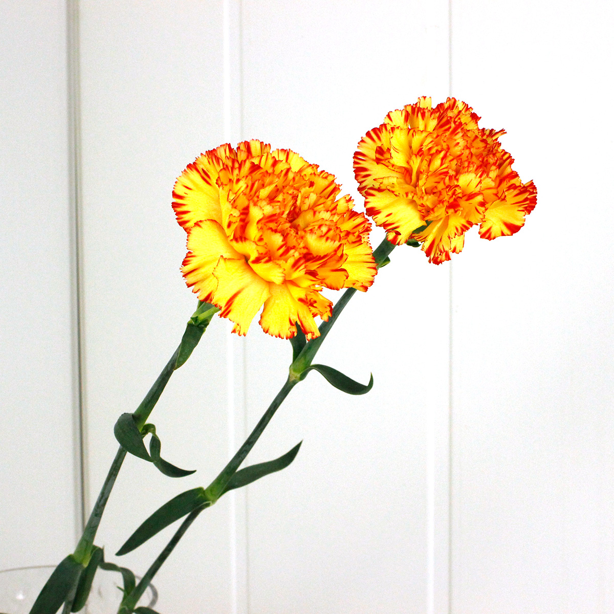 直前 カーネーション ギムレット 黄色 ふち赤 生花 通販 はなどんやアソシエ 直前 カーネーション ギムレット 黄色 ふち赤 生花 通販 はなどんやアソシエ