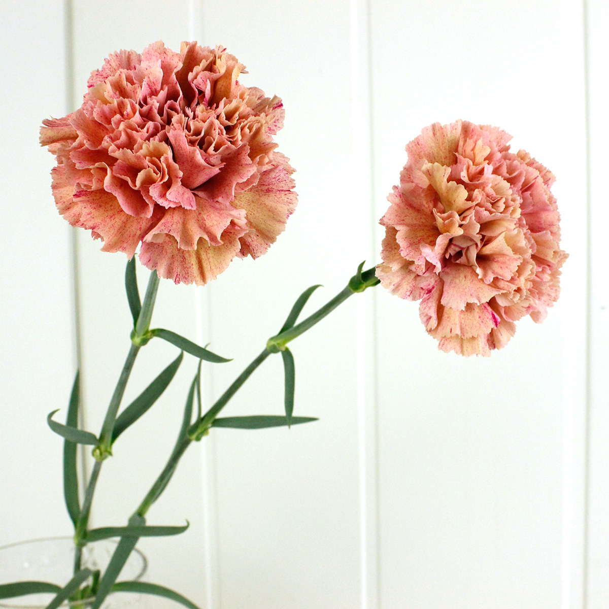 生花 村岡園芸 カーネーション バビロン ベージュ複色 通販 はなどんやアソシエ 生花 村岡園芸 カーネーション バビロン ベージュ複色 通販 はなどんやアソシエ