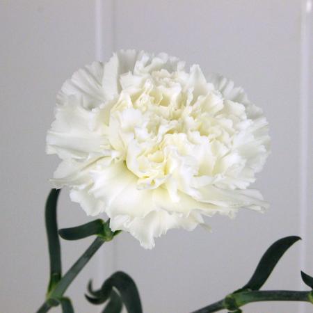 【生花】国産カーネーション(白)【OT】