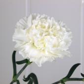 生花】国産カーネーション(白)【OT】 - 花材通販はなどんやアソシエ