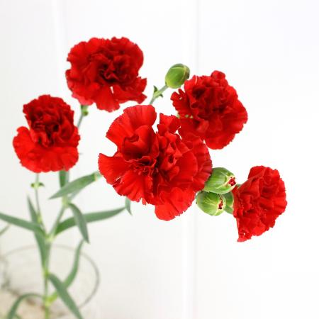 【生花】村岡園芸:SPカーネ　ラスカルレッド(濃い赤)