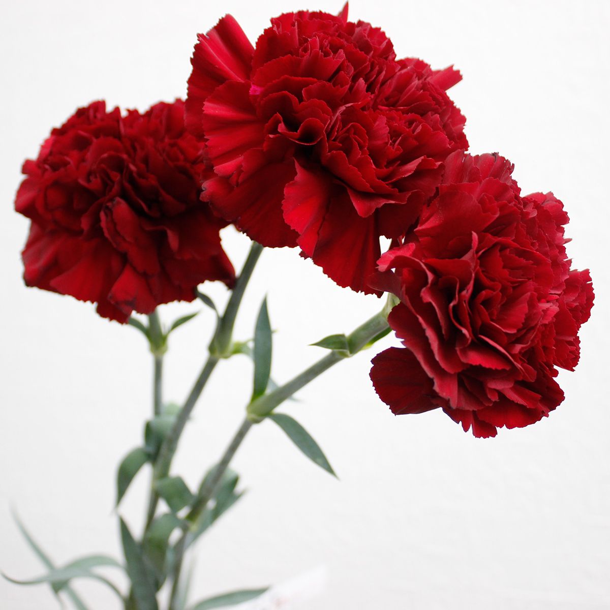 生花 村岡園芸 カーネーション ダークベルベット 赤 通販 はなどんやアソシエ 生花 村岡園芸 カーネーション ダークベルベット 赤 通販 はなどんやアソシエ