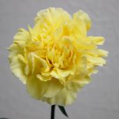 生花】村岡園芸:カーネーション ミモザ(黄色) - 花材通販はなどんや