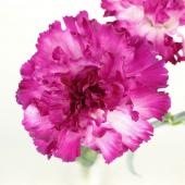 生花】国産カーネーション サキ(白ピンク) 藤花園 - 花材通販は