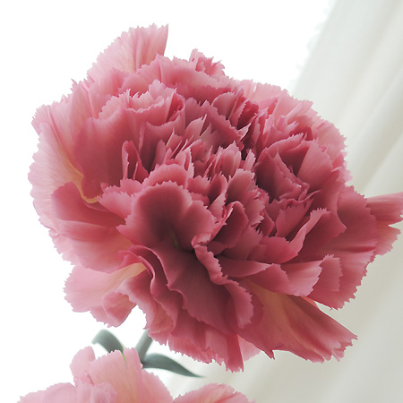 【生花】村岡園芸:カーネーション　レージェ(くすみピンク):25本単位