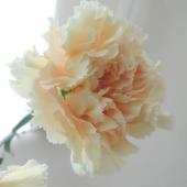 生花】村岡園芸:カーネーション ラッキーピエロ(クリーム):25本単位