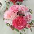 【生花】村岡園芸:カーネーション　マホ(ピンク):25本単位