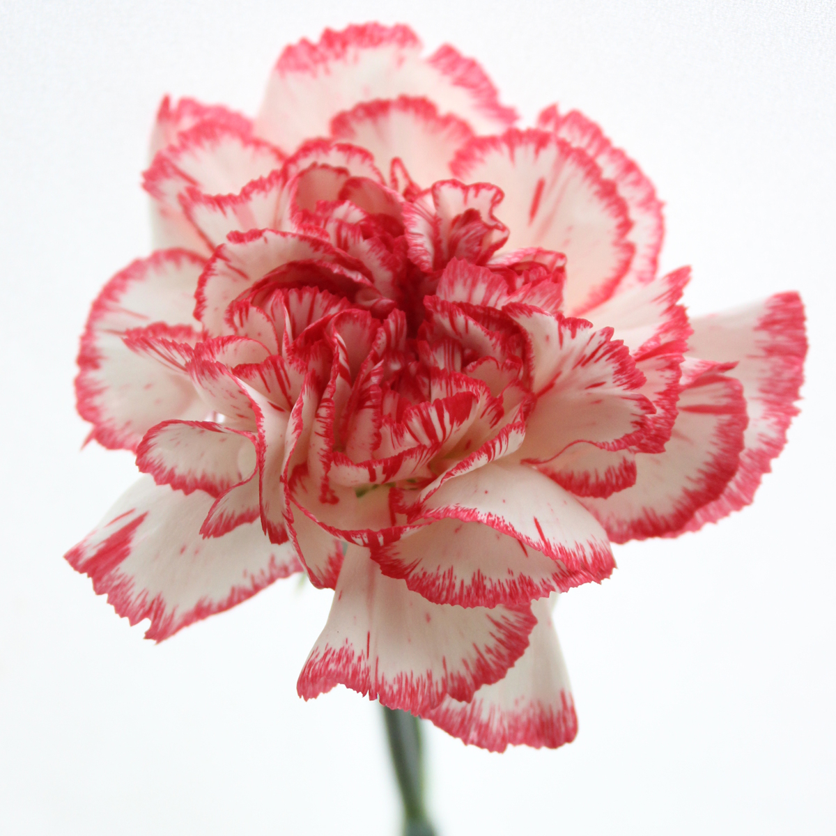 生花】村岡園芸:カーネーション バカラピンク(白×赤ピンク):25本単位