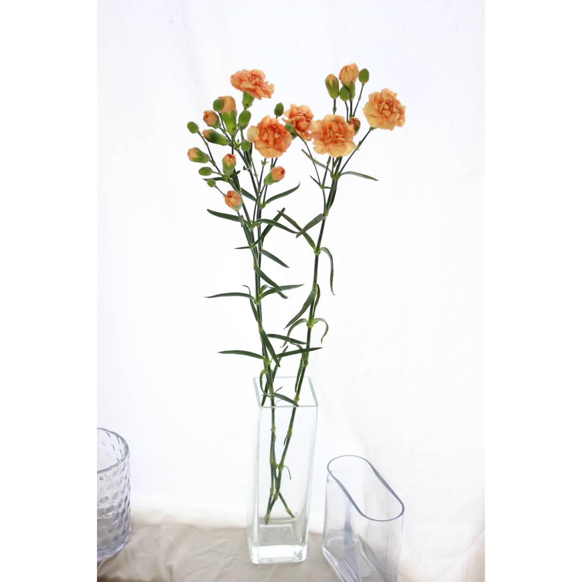 生花】村岡園芸:SPカーネ カミリー(オレンジ):25本単位 - 花材通販は