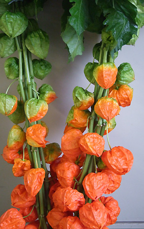 生花 ほおずき 8月お盆フェア 生花 ほおずき 8月お盆フェア