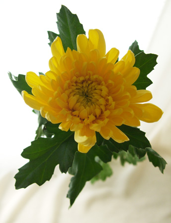 【生花】黄菊〜8月お盆フェア(ボリューム)〜