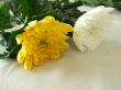 【生花】黄菊〜8月お盆フェア(ボリューム)〜