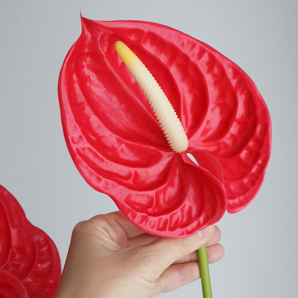 生花 大佐和花き園 アンスリューム トロピカル 赤 2l 通販 はなどんやアソシエ 生花 大佐和花き園 アンスリューム トロピカル 赤 2l 通販 はなどんやアソシエ