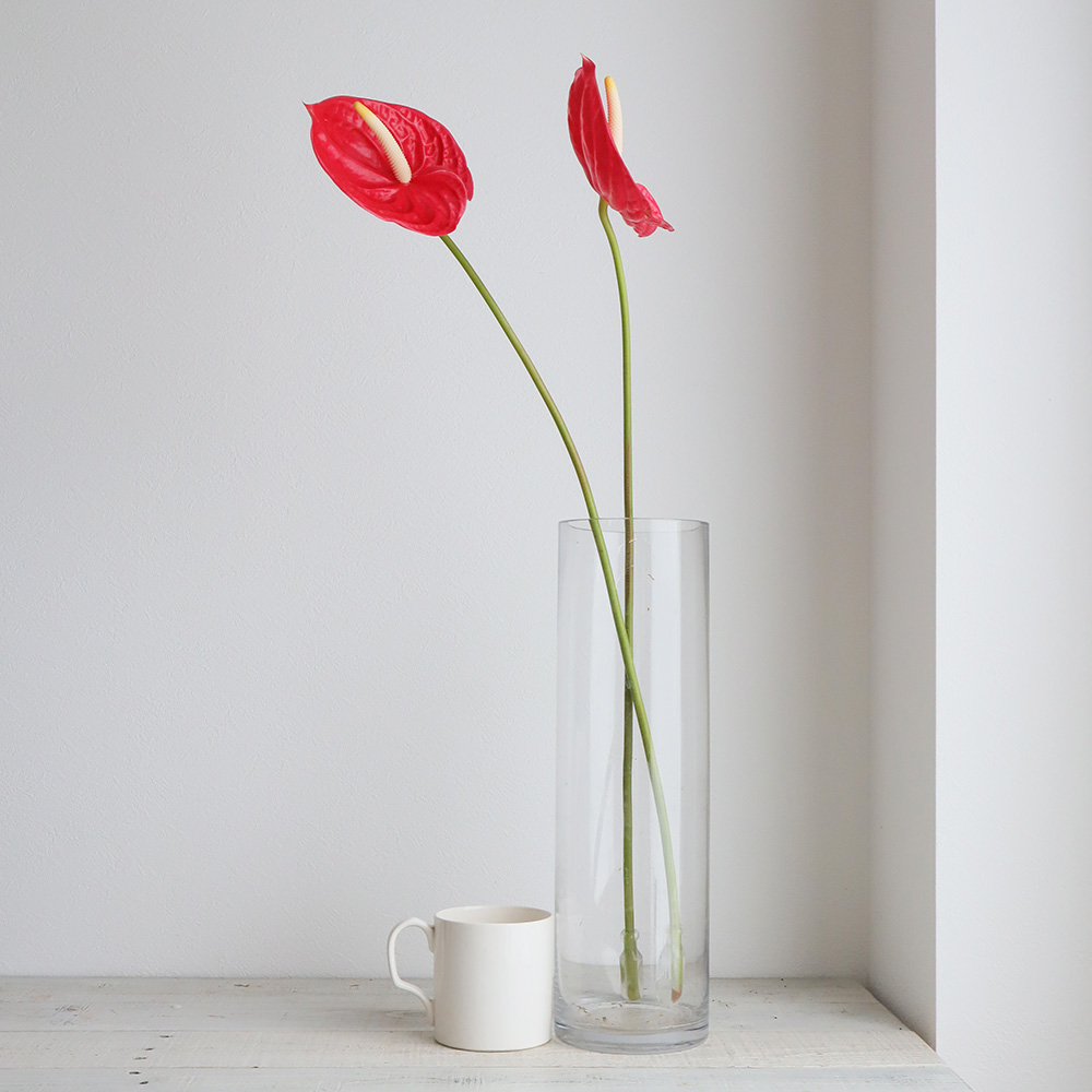 生花 大佐和花き園 アンスリューム トロピカル 赤 2l 通販 はなどんやアソシエ 生花 大佐和花き園 アンスリューム トロピカル 赤 2l 通販 はなどんやアソシエ