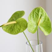 アンスリウムコンプリート 生花】【大佐和花き園】アンスリューム みどり L-2L【OT】 - 花材通販