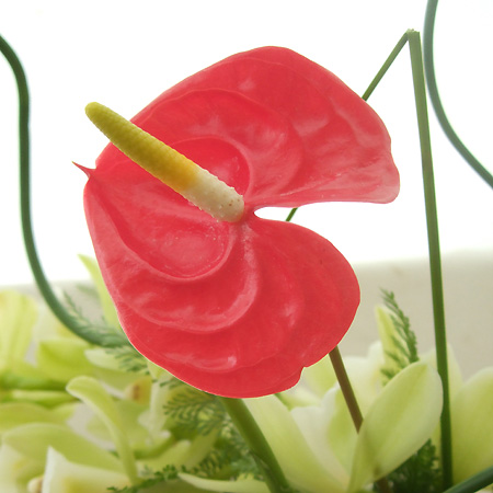 【生花】【大佐和花き園】アンスリュームス　トロピカル(赤)2S