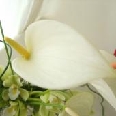 【生花】【大佐和花き園】アンスリューム　プリンセスアレキシアパール（チューリップ白）M