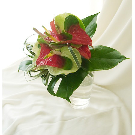 生花 大佐和花き園 アンスリューム ナリタアンティーク 赤 グリーン Lサイズ 通販 はなどんやアソシエ 生花 大佐和花き園 アンスリューム ナリタアンティーク 赤 グリーン Lサイズ 通販 はなどんやアソシエ